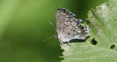 Celastrina asheri