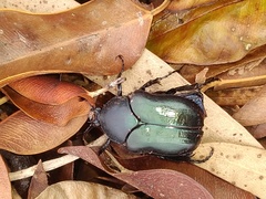 Cotinis antonii