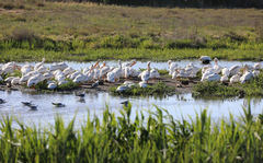 Pelecanus erythrorhynchos