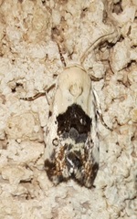 Ponometia phecolisca