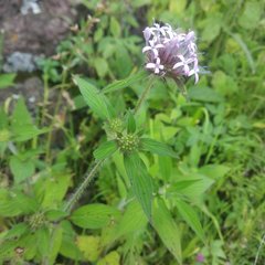 Crusea hispida