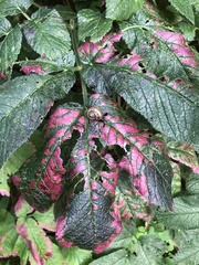 Chaerophyllum aromaticum