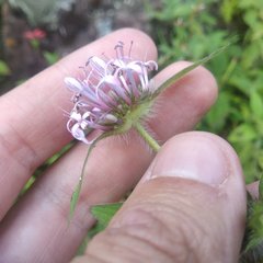 Crusea hispida