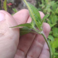 Crusea hispida
