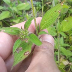 Crusea hispida