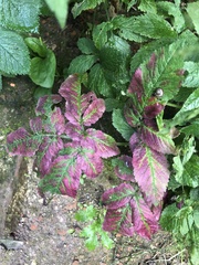 Chaerophyllum aromaticum