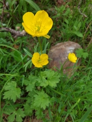 Ranunculus villarsii