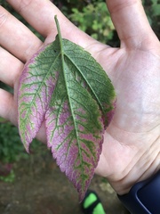Chaerophyllum aromaticum