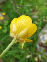 Ranunculus villarsii