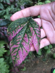 Chaerophyllum aromaticum