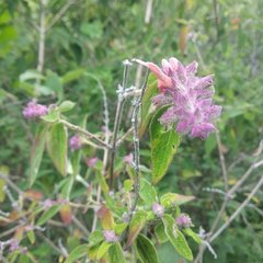 Salvia lasiantha