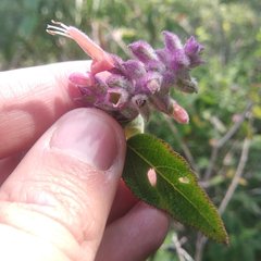 Salvia lasiantha