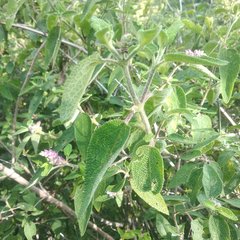 Salvia lasiantha