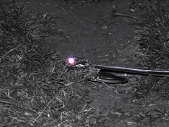 Macropsalis forcipata