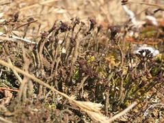Cladonia rei