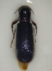 Polycaoninae