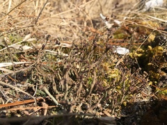 Cladonia rei