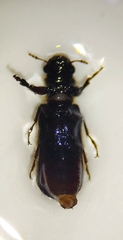 Polycaoninae