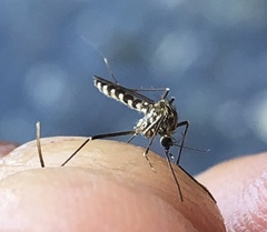 Aedes togoi