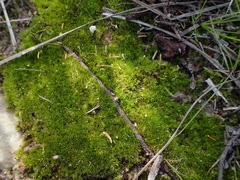 Triquetrella tristicha