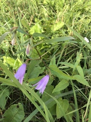 Campanula rapunculoides