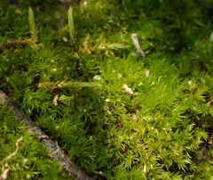 Triquetrella tristicha
