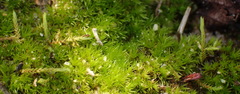 Triquetrella tristicha