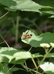 Trogus