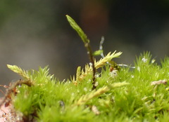Triquetrella tristicha