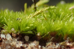 Triquetrella tristicha