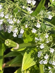 Megachile