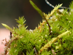 Triquetrella tristicha