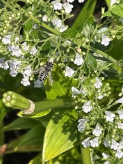 Megachile