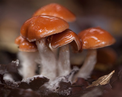 Cortinarius austroduracinus