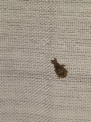 Conotrachelus seniculus