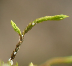 Triquetrella tristicha