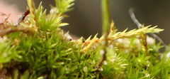 Triquetrella tristicha