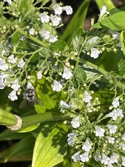 Megachile