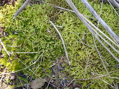 Triquetrella tristicha
