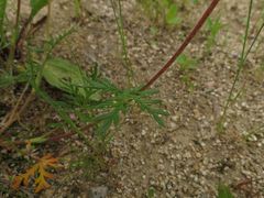 Potentilla multifida