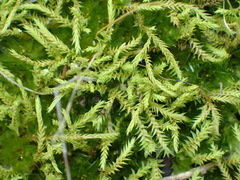 Triquetrella tristicha