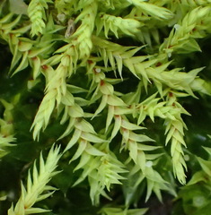 Triquetrella tristicha