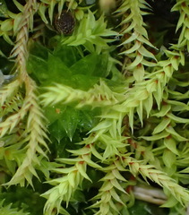 Triquetrella tristicha