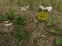 Potentilla multifida