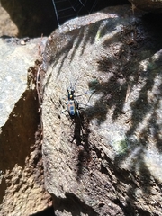 Cosmodela barmanica