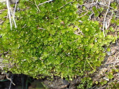 Bryum canariense