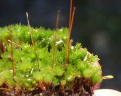 Bryum canariense