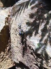 Cosmodela barmanica