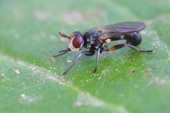 Thecophora atra