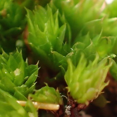 Bryum canariense